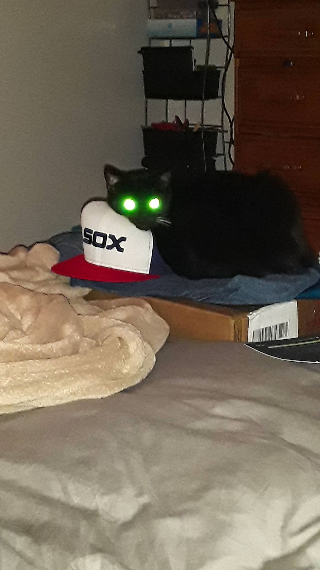Socks is registered to the contest to win money with this photo: animal, baseball_cap, bed, black_cat, blanket, box, cat, clothes, coat_rack, dark, domestic_animal, feline, furniture, glowing_eyes, indoor, pet, resting, sleeping_area, soft, sox