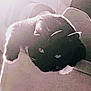 Socks is registered to the contest to win money with this photo: cat, black_cat, pet, animal, feline, indoor, couch, shadow, low_light, fur, whiskers, ears, eyes, relaxing, closeup, mystery, dark, contrast, household, domestic_animal