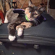 Hinata Rose Ayers joined the competition — help win amazing prizes! animal, cape, cat, claws, closeup, collar, curious, ears, fabric, fur, heterochromia, indoor, kitten, pet, resting, suitcase, tortoiseshell, whiskers, wooden_wall, zipper