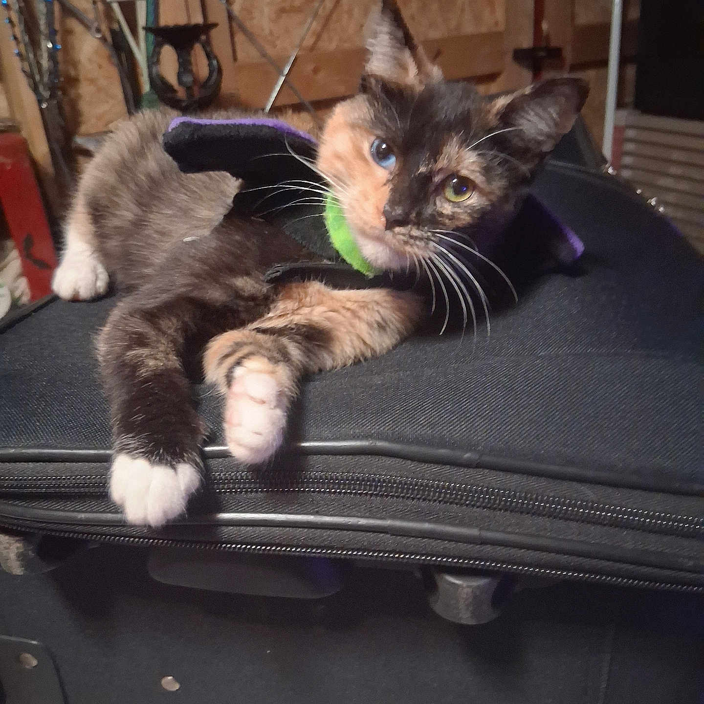 Hinata Rose Ayers joined the competition — help win amazing prizes! animal, cape, cat, claws, closeup, collar, curious, ears, fabric, fur, heterochromia, indoor, kitten, pet, resting, suitcase, tortoiseshell, whiskers, wooden_wall, zipper