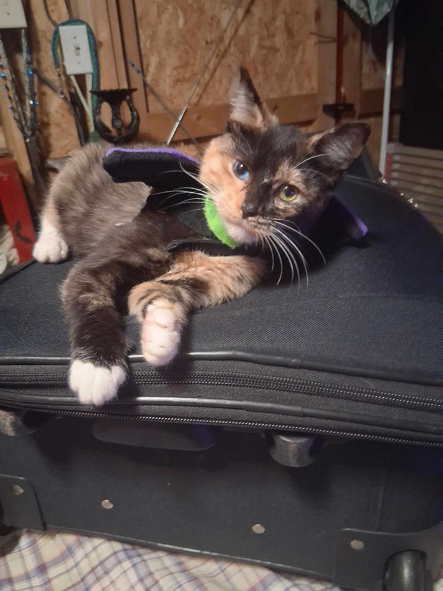 Hinata Rose Ayers joined the competition — help win amazing prizes! animal, cape, cat, claws, closeup, collar, curious, ears, fabric, fur, heterochromia, indoor, kitten, pet, resting, suitcase, tortoiseshell, whiskers, wooden_wall, zipper