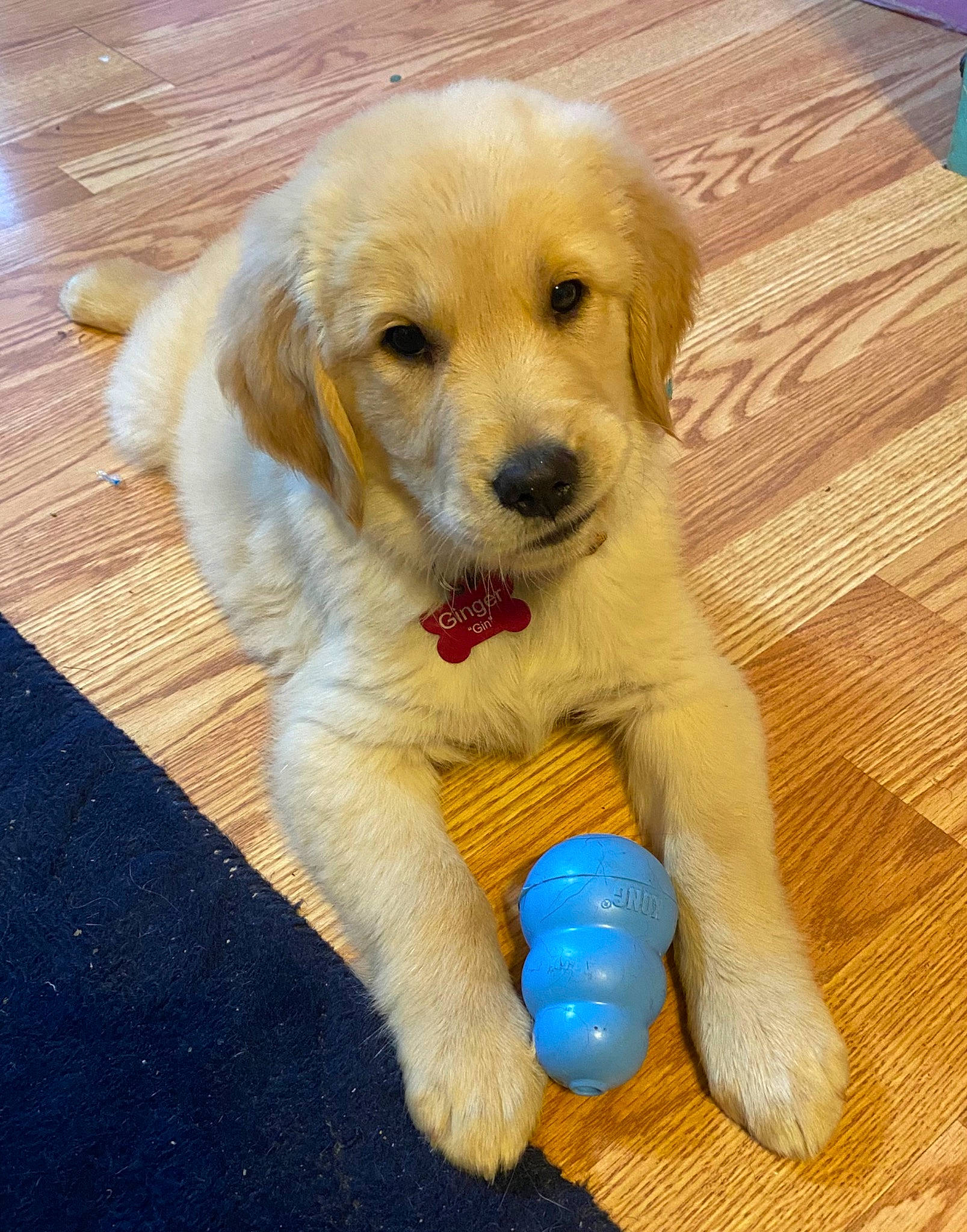 Ginger is registered to the contest to win money with this photo: canidae, carnivore, companion_dog, dog, dog_breed, dog_supply, fawn, flooring, fur, hardwood, labrador_retriever, paw, snout, sporting_group, tail, varnish, wood, wood_flooring, wood_stain, working_animal