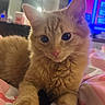 Bean is registered to the contest to win money with this photo: cat, orange_cat, fluffy, pet, animal, indoor, blanket, bed, closeup, fur, whiskers, ears, pink_nose, relaxed, cute, domestic_cat, soft_light, television, background_blur, cozy