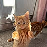 Bean joined the competition — help win amazing prizes! cat, kitten, orange_tabby, indoor, carpet, radiator, curtain, sunlight, feline, pet, animal, cute, standing, curious, whiskers, ears, paws, three_cats, background, cozy