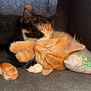 Bean joined the competition — help win amazing prizes! cat, kitten, sleeping, cuddle, calico_cat, ginger_cat, pet, animal, feline, cute, paw, soft, nap, cozy, indoor, resting, companion, fur, whiskers, closeup