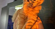 Bean joined the competition — help win amazing prizes! animal, cat, closeup, cute, domestic_cat, feline, fluffy, fur, hand, holding, indoor, kitten, orange_cat, paw, pet, portrait, shadow, sunlight, whiskers, young
