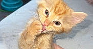 Bean joined the competition — help win amazing prizes! kitten, cat, orange_cat, cute, pet, indoor, paw, licking, feline, young, animal, hand, blanket, sofa, toy, curious, domestic, whiskers, ears, fur