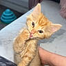 kitten, cat, orange_cat, cute, pet, indoor, paw, licking, feline, young, animal, hand, blanket, sofa, toy, curious, domestic, whiskers, ears, fur