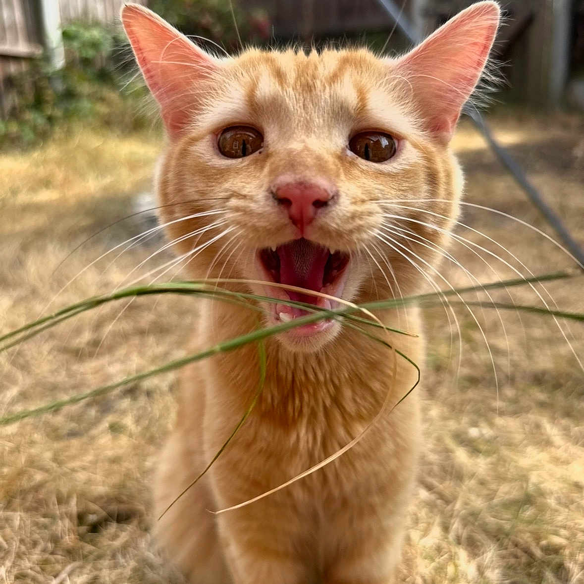 Bean joined the competition — help win amazing prizes! cat, orange_tabby, grass, outdoor, mouth_open, whiskers, ears, fence, dry_grass, backyard, animal, pet, curious, close_up, brown_eyes, fur, nature, daylight, playful, cute