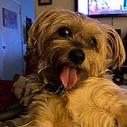 Myra joined the competition — help win amazing prizes! dog, tongue_out, fluffy, indoor, pet, light_brown, fur, collar, close_up, cute, animal, domestic_animal, canine, relaxed, home, television, person_on_tv, living_room, soft_lighting, companion