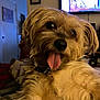 dog, tongue_out, fluffy, indoor, pet, light_brown, fur, collar, close_up, cute, animal, domestic_animal, canine, relaxed, home, television, person_on_tv, living_room, soft_lighting, companion