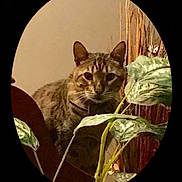 Mingo joined the competition — help win amazing prizes! cat, tabby, animal, pet, indoor, plant, leaf, greenery, curious, feline, whiskers, ears, face, nature, home, vignette, brown, background, closeup, domestic