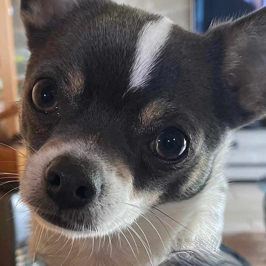 Voyou participe au concours pour gagner de l'argent avec cette photo : dog, chihuahua, pet, close_up, indoor, cute, animal, ears, face, fur, small_dog, looking, curious, domestic, companion, portrait, whiskers, brown, white, black