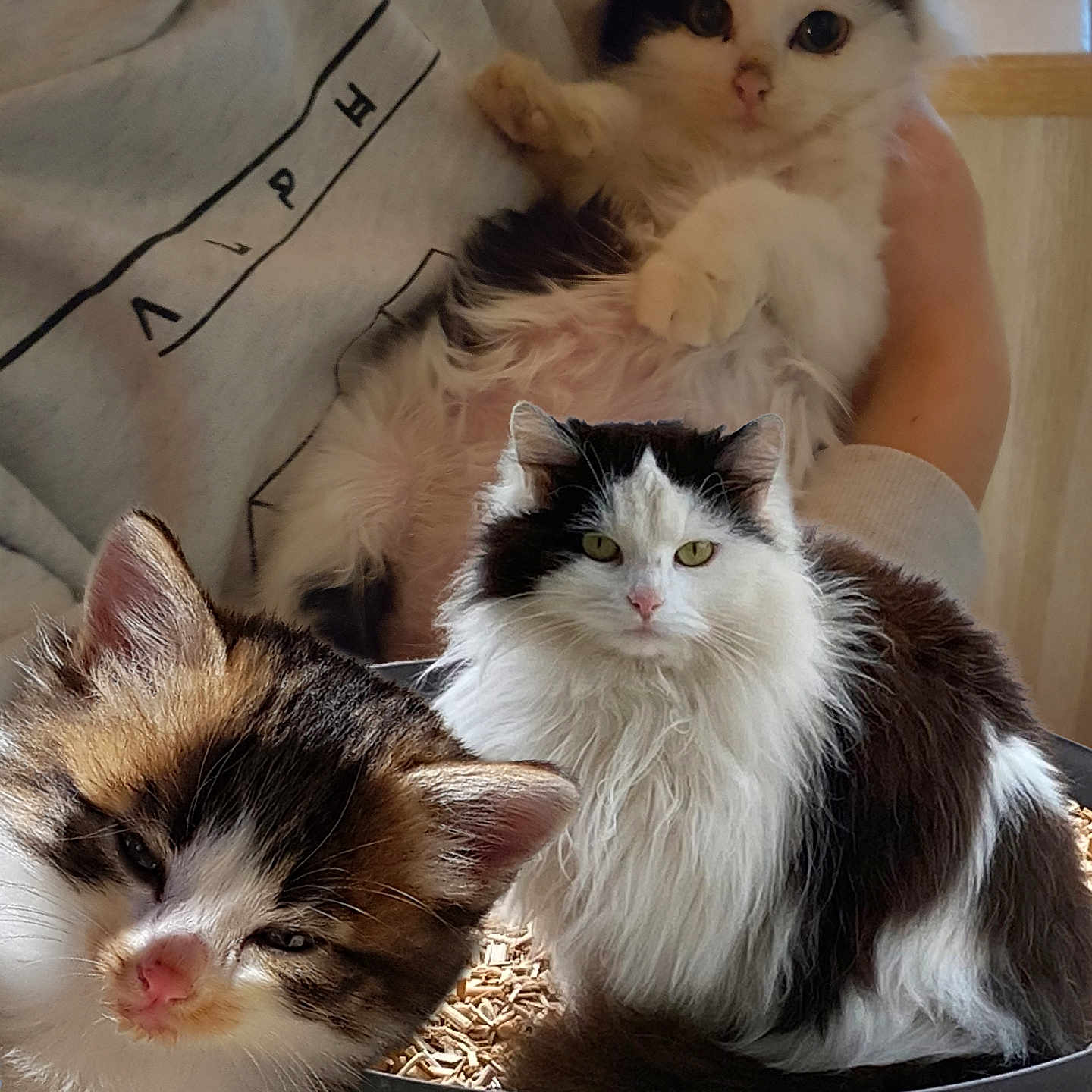 Toumi Et Sa Mère participe au concours pour gagner de l'argent avec cette photo : animal, black_and_white_cat, cat, closeup, container, cozy, cute, domestic_cat, feline, fluffy_cat, fur, holding, indoor, kitten, person, pet, pink_nose, resting, soft_lighting, wood_pellets