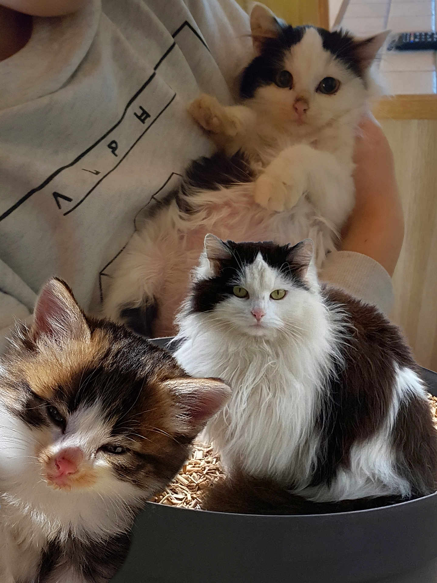 Toumi Et Sa Mère participe au concours pour gagner de l'argent avec cette photo : cat, kitten, fluffy_cat, black_and_white_cat, pet, animal, container, wood_pellets, person, holding, indoor, cozy, cute, feline, fur, pink_nose, resting, closeup, domestic_cat, soft_lighting