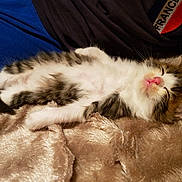 Toumi a rejoint le concours — aidez-le/la à gagner de superbes lots ! kitten, sleeping, cat, fur, pink_nose, fluffy, blanket, soft_texture, cozy, cute, pet, animal, resting, domestic_animal, young, small, relaxing, indoor, feline, adorable
