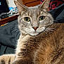 Elvis is registered to the contest to win money with this photo: cat, tabby, green_eyes, close_up, fur, whiskers, indoor, relaxed, pet, animal, mammal, feline, domestic_cat, resting, bedroom, furniture, dresser, blurred_background, black_fabric, portrait