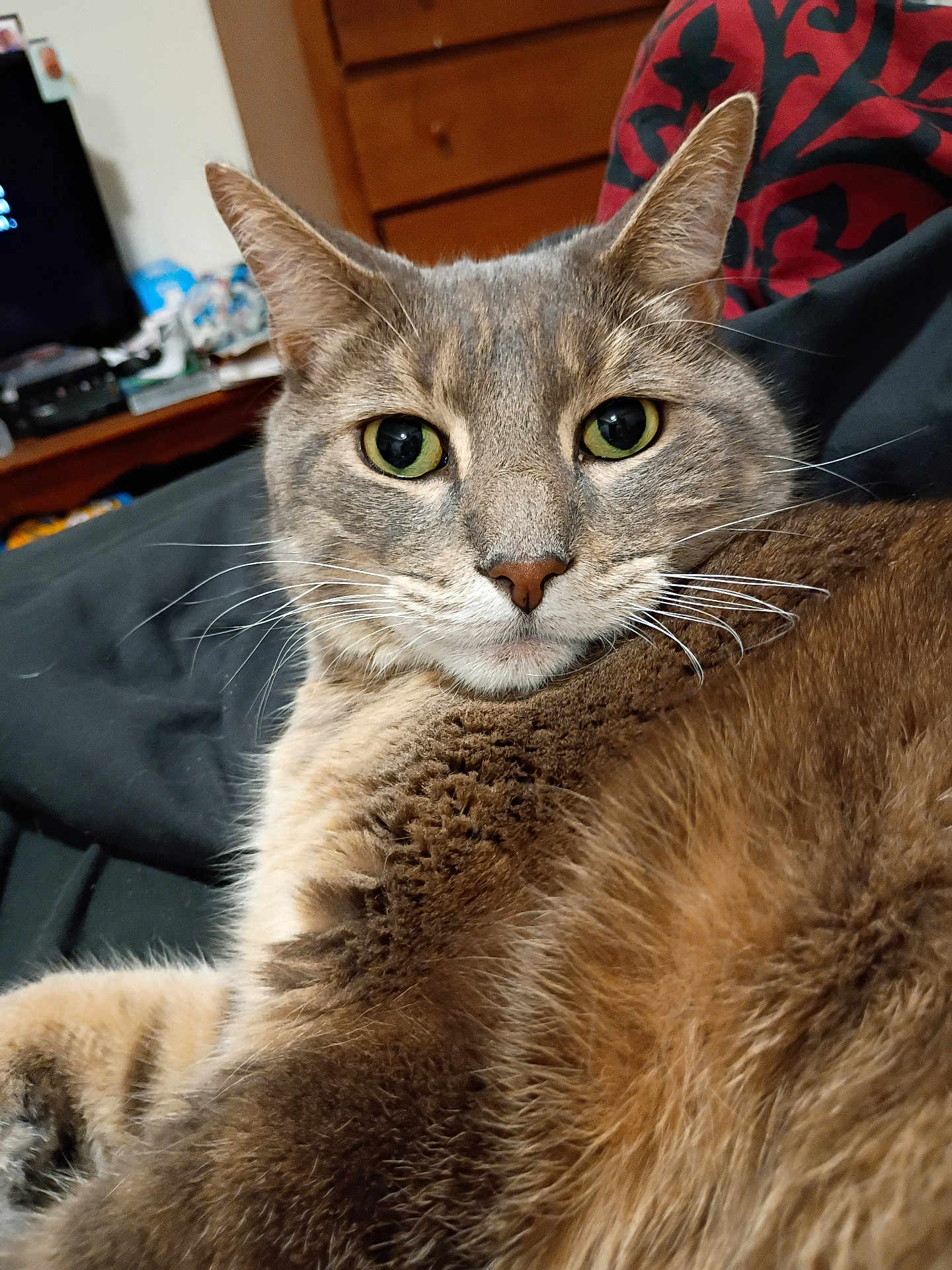 Elvis