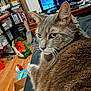 Elvis is registered to the contest to win money with this photo: cat, tabby_cat, pet, indoor, furniture, living_room, television, bookshelf, floor, wood_floor, toy, relaxed, whiskers, fur, close_up, green_eyes, couch, sitting, household, cozy