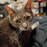 Elvis joined the competition — help win amazing prizes! cat, grey_cat, close_up, pet, animal, feline, whiskers, fur, ears, eyes, indoor, soft_focus, resting, bed, blanket, domestic_animal, cute, curious, portrait, looking