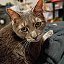 cat, grey_cat, close_up, pet, animal, feline, whiskers, fur, ears, eyes, indoor, soft_focus, resting, bed, blanket, domestic_animal, cute, curious, portrait, looking