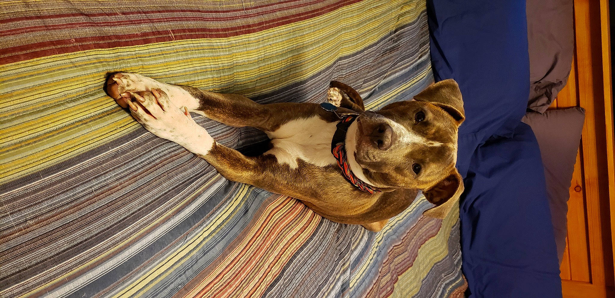 Harley joined the competition — help win amazing prizes! canidae, carnivore, collar, comfort, companion_dog, dog, dog_breed, dog_collar, dog_supply, leash, linens, liver, pet_supply, snout, sporting_group, vertebrate, working_animal, working_dog