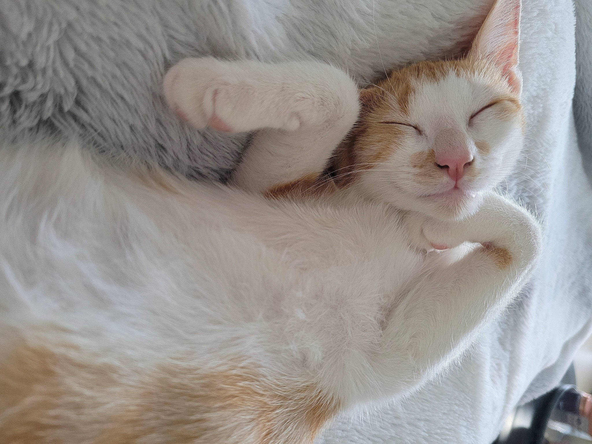 Cookie participe au concours pour gagner de l'argent avec cette photo : carnivore, cat, cat_bed, claw, comfort, domestic_short_haired_cat, eyelash, fawn, felidae, fur, gesture, nap, paw, sleep, small_to_medium_sized_cats, tail, whiskers
