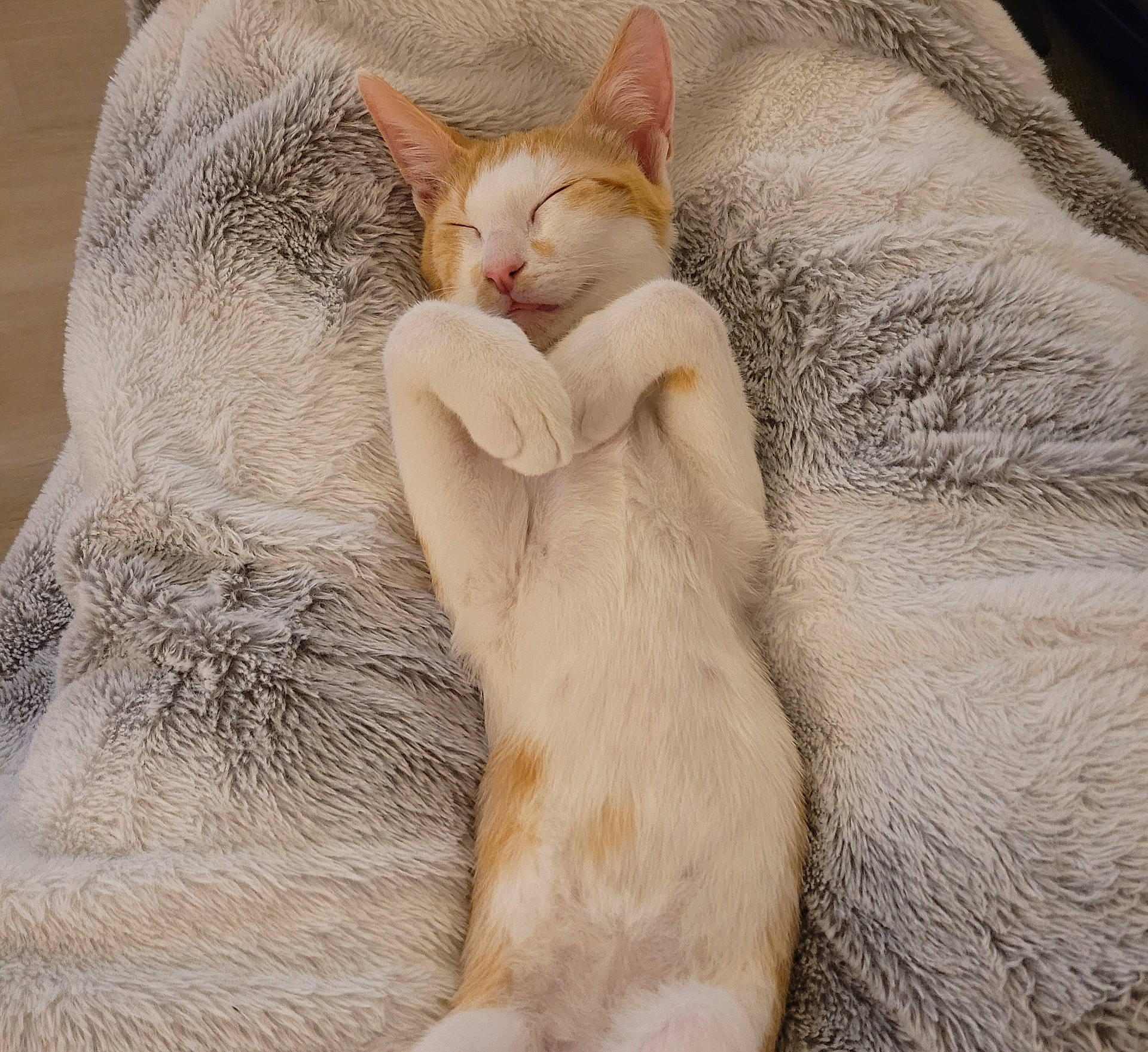 Cookie participe au concours pour gagner de l'argent avec cette photo : abyssinian, animal, blanket, cat, kitten, manx, person, pet, quilt, sleeping, towel