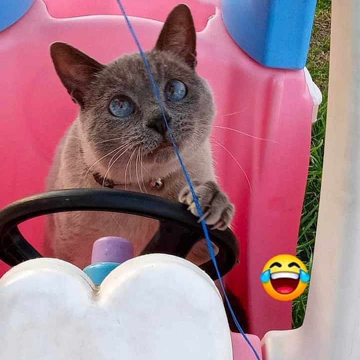 Bandit is registered to the contest to win money with this photo: balloon, carnivore, cat, domestic_short_haired_cat, felidae, fur, magenta, pet_supply, photo_caption, small_to_medium_sized_cats, snout, teddy_bear, whiskers, window