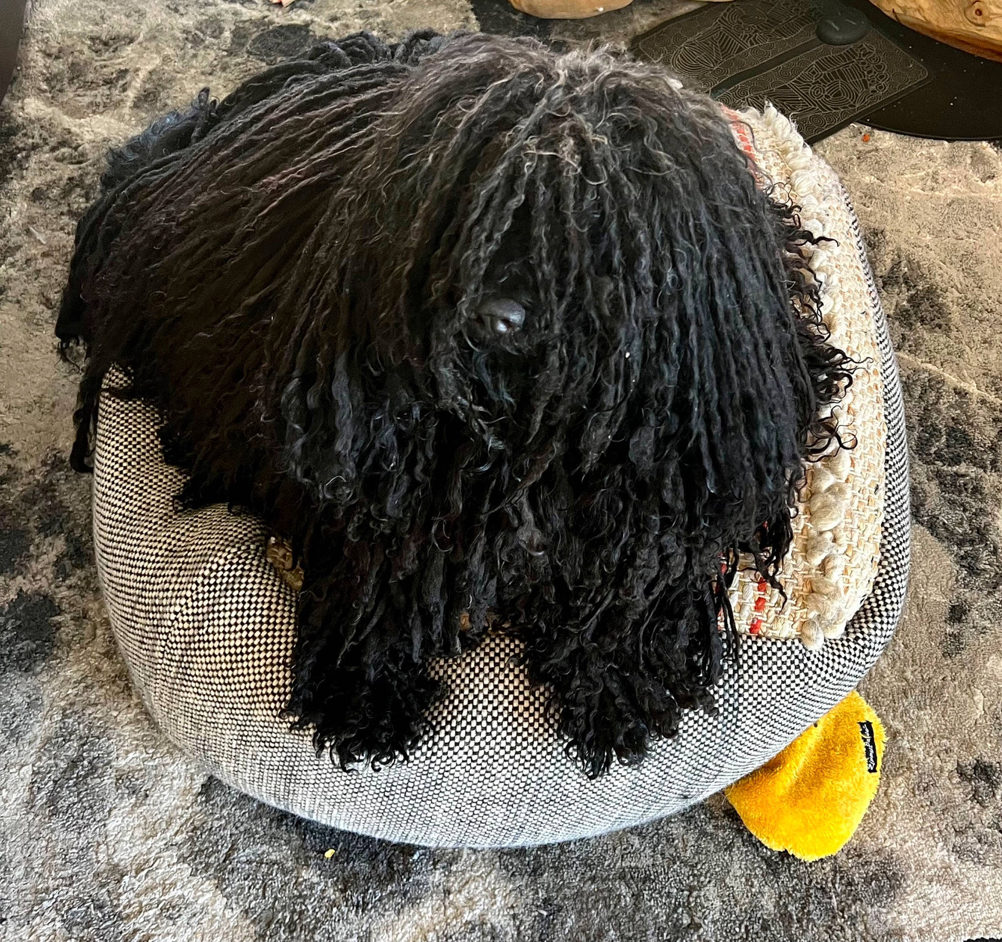 Zuzu joined the competition — help win amazing prizes! canidae, dog_breed, fur, grass, pattern, personal_protective_equipment, soil, sporting_group, wool