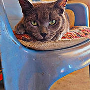 Charlie Boy is registered to the contest to win money with this photo: cat, gray_cat, chair, plastic_chair, cushion, workshop, tools, toolbox, craftsman, green_eyes, animal, pet, indoor, resting, feline, fur, looking, closeup, floor, relaxed