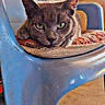 cat, gray_cat, chair, plastic_chair, cushion, workshop, tools, toolbox, craftsman, green_eyes, animal, pet, indoor, resting, feline, fur, looking, closeup, floor, relaxed