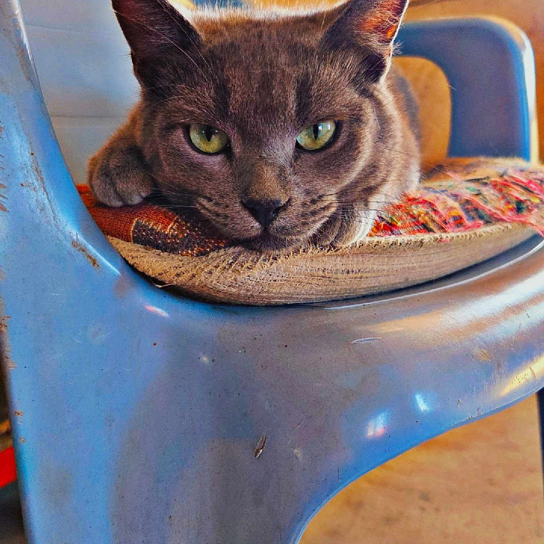 Charlie Boy