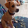 puppy, dog, pet, indoor, blanket, floral_pattern, cute, young_dog, collar, floor_tiles, furniture, chair, sitting, brown_dog, white_markings, small_dog, curious, animal, domestic_animal, cute_pet