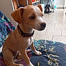puppy, dog, indoor, sitting, collar, blanket, floor, tile_floor, chair, stool, furniture, kitchen, young_dog, pet, animal, cute, small_dog, domestic_animal, brown_and_white, household