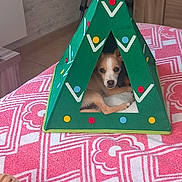 Bella participe au concours pour gagner de l'argent avec cette photo : animal, colorful_dots, comfort, cozy, cute_pet, decor, dog, green_tent, home_interior, indoor, patterned_blanket, pet_tent, pink_blanket, relaxing, resting_dog, small_dog, tile_floor, triangle_shape, wooden_furniture, yellow_star
