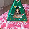 animal, colorful_dots, comfort, cozy, cute_pet, decor, dog, green_tent, home_interior, indoor, patterned_blanket, pet_tent, pink_blanket, relaxing, resting_dog, small_dog, tile_floor, triangle_shape, wooden_furniture, yellow_star