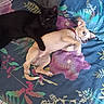 black_cat, small_dog, bedspread, floral_pattern, cuddling, pets, animal_friendship, indoor, cute, relaxing, lying_down, collar, feline, canine, domestic_animals, companions, colorful_bedding, resting, cozy, cute_animals