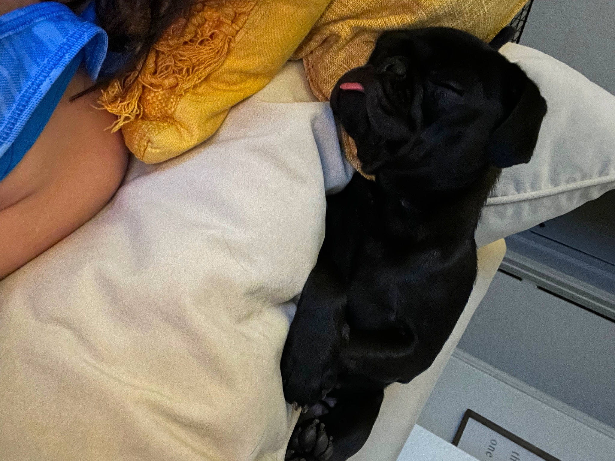 Malu is registered to the contest to win money with this photo: abdomen, canidae, carnivore, comfort, companion_dog, dog, dog_breed, elbow, fawn, gesture, human_leg, knee, linens, nail, sporting_group, tail, temporary_tattoo, thigh, trunk, wrist