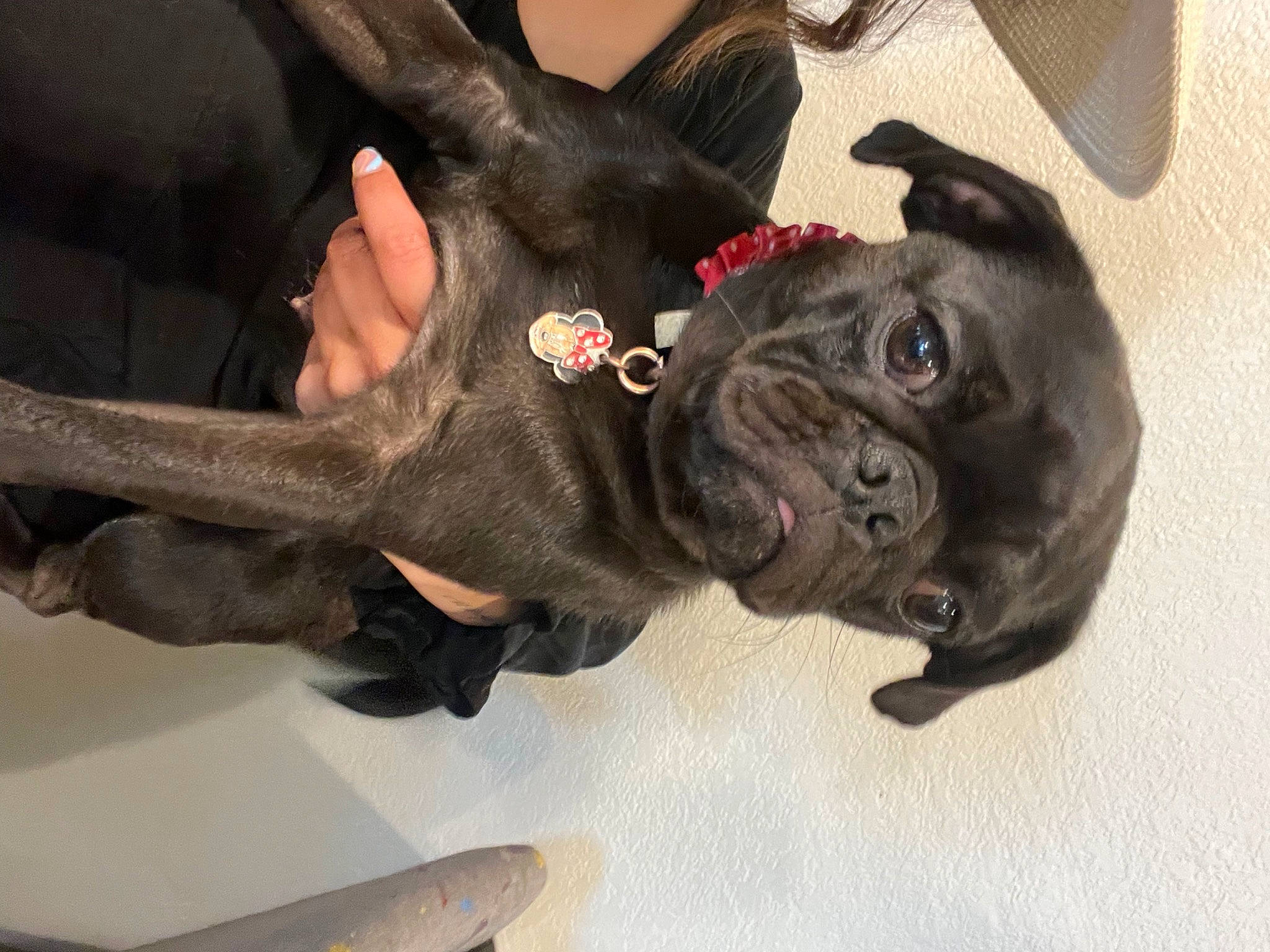 Malu is registered to the contest to win money with this photo: carnivore, collar, comfort, companion_dog, dog, dog_breed, dog_collar, ear, eye, fawn, fur, gesture, liver, pug, snout, sporting_group, toy_dog, whiskers, working_animal, wrinkle