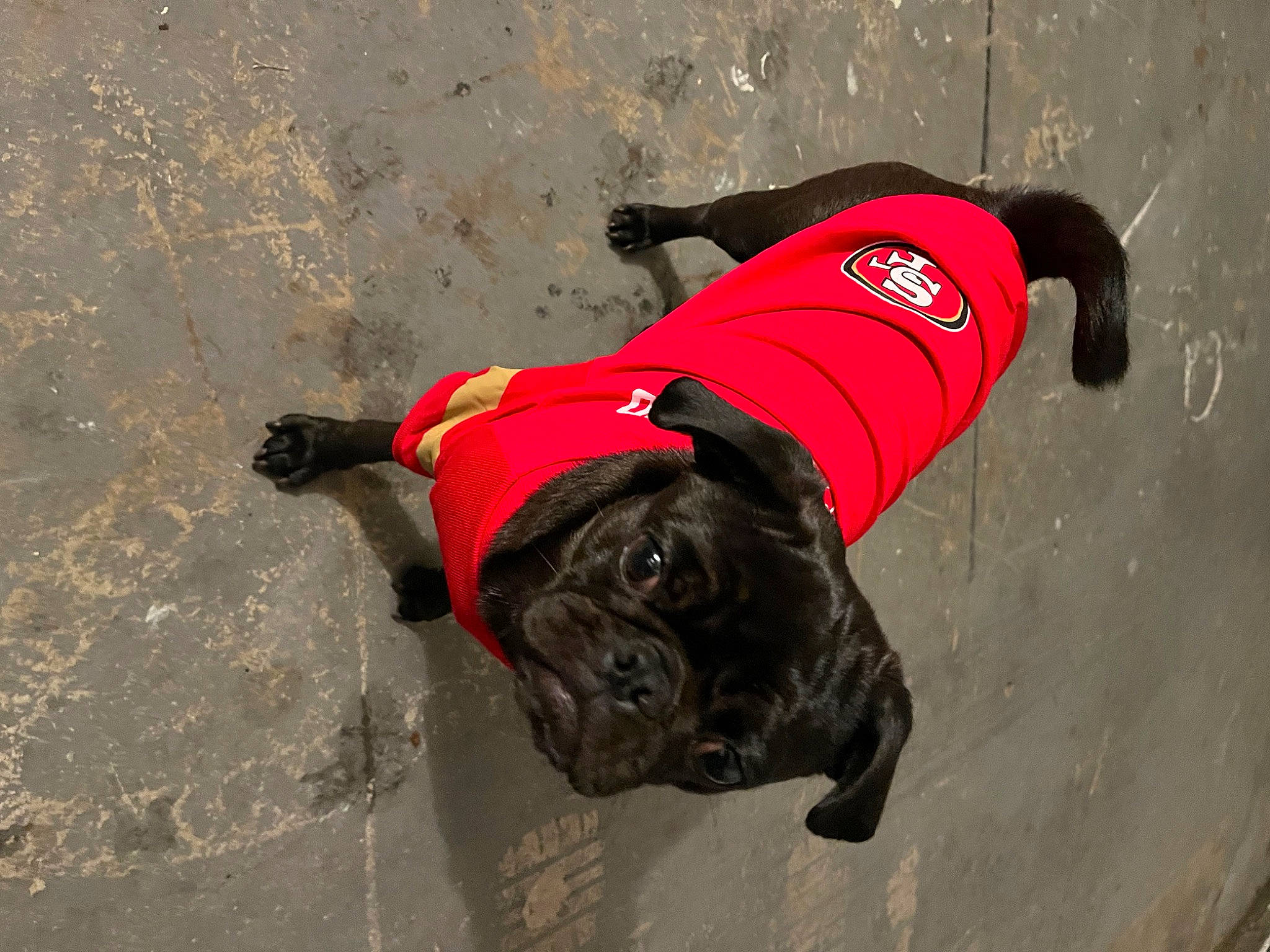 Malu joined the competition — help win amazing prizes! canidae, carmine, carnivore, collar, companion_dog, dog, dog_breed, dog_clothes, dog_collar, dog_supply, fashion_accessory, fawn, leash, personal_protective_equipment, pet_supply, recreation, snout, sporting_group, water, working_animal