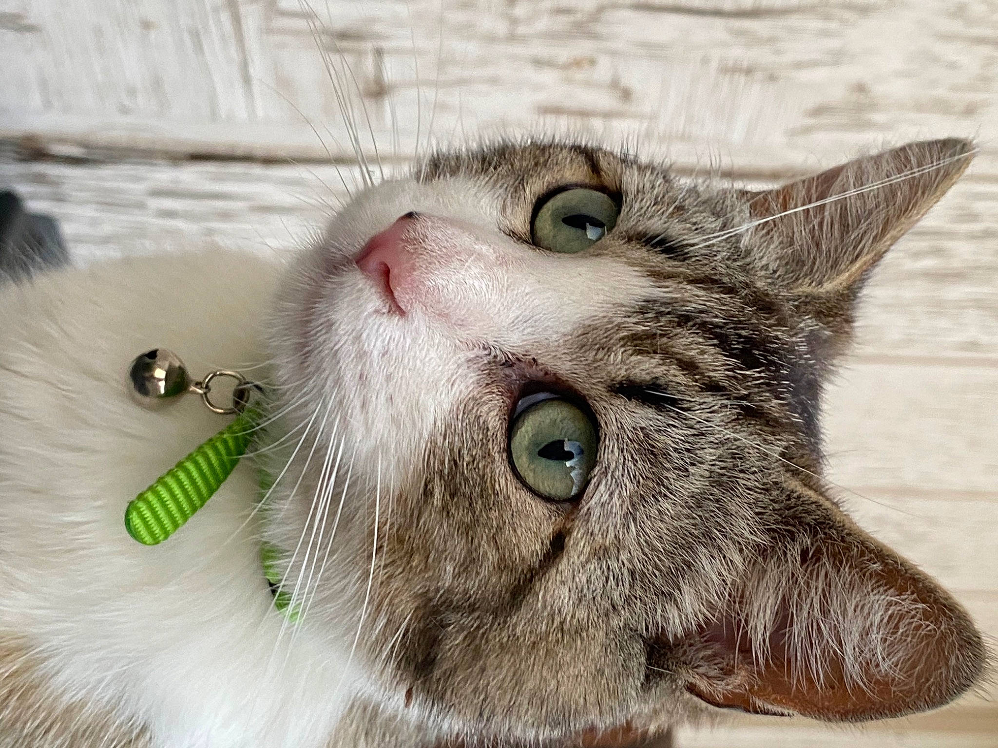 Max joined the competition — help win amazing prizes! carnivore, cat, close_up, domestic_short_haired_cat, felidae, fur, paw, small_to_medium_sized_cats, snout, terrestrial_animal, whiskers