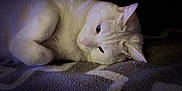Shadow a rejoint le concours — aidez-le/la à gagner de superbes lots ! animal, blanket, cat, close_up, cozy, cute, domestic_animal, ears, feline, fur, indoor, laying_down, pet, quiet, relaxed, resting, sleepy, soft_texture, whiskers, white_cat