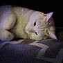 Shadow a rejoint le concours — aidez-le/la à gagner de superbes lots ! cat, white_cat, pet, animal, feline, resting, sleepy, cozy, blanket, soft_texture, indoor, close_up, quiet, relaxed, fur, cute, whiskers, ears, laying_down, domestic_animal