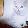 Shadow participe au concours pour gagner de l'argent avec cette photo : cat, white_cat, heterochromia, blue_eye, green_eye, pet, animal, feline, indoor, closeup, portrait, cute, relaxed, whiskers, paw, fur, looking_up, domestic_cat, laying_down, calm