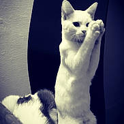 Shadow a rejoint le concours — aidez-le/la à gagner de superbes lots ! cat, white_cat, sitting, standing, chair, indoor, pet, animal, feline, curious, playful, paw, two_cats, relaxed, domestic, fur, companion, black_and_white, texture, background