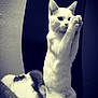 cat, white_cat, sitting, standing, chair, indoor, pet, animal, feline, curious, playful, paw, two_cats, relaxed, domestic, fur, companion, black_and_white, texture, background