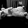 cat, animal, pet, feline, relaxed, lying_down, indoor, curtains, black_and_white, cozy, fluffy, cute, paws, fur, whiskers, resting, home, comfort, portrait, mood