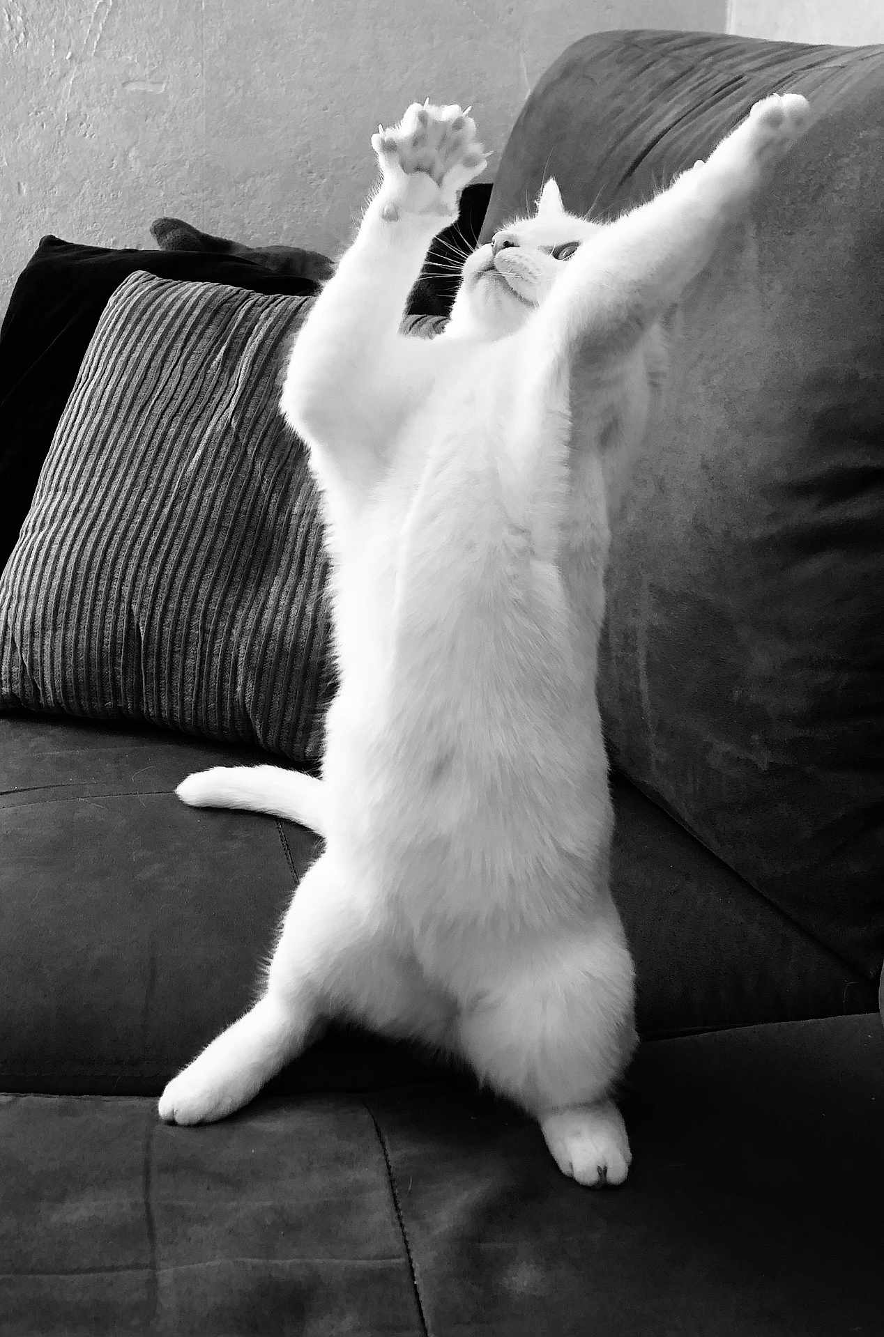 Shadow a rejoint le concours — aidez-le/la à gagner de superbes lots ! cat, white_cat, couch, pillow, stretching, indoor, pet, feline, playful, black_and_white, fur, whiskers, claws, paws, animal, mammal, domestic, cute, standing, funny_pose