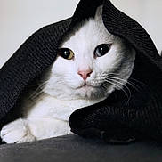 Sha Dow participe au concours pour gagner de l'argent avec cette photo : cat, white_cat, heterochromia, blanket, black_blanket, cozy, pet, animal, whiskers, face, cute, indoor, feline, fur, closeup, portrait, paw, resting, curious, soft_texture